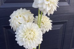 Dahlia Boom Boom White