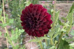 Dahlia Black Satin