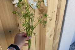 Cosmos Fizzy White