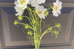 Cosmos Fizzy White