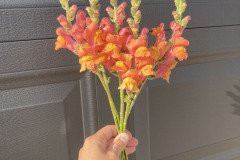 Snapdragon Potomac Orange 