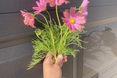 Cosmos Apricotta 