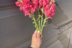 Snapdragon Potomac Cherry Rose 
