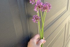 Allium