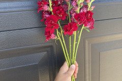 Snapdragon Madame Butterfly Red