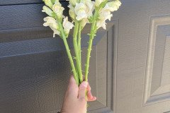 Snapdragon Potomac Appleblossom