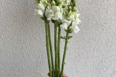 Snapdragon Potomac Ivory