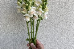 Snapdragon Potomac Appleblossom