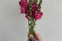 Snapdragon Potomac Cherry Rose