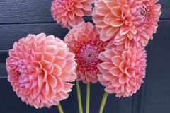 Dahlia Linda's Baby