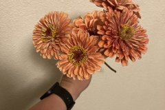 Zinnia Benary Giant Salmon Rose
