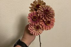 IMG_5049