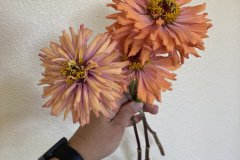 Zinnia Agave Mix