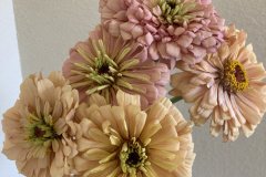 Zinnia Ballerina