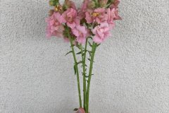 Snapdragon Rocket Mix Pink