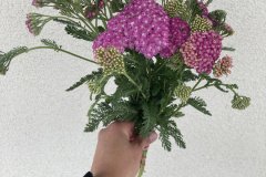 Yarrow Summer Pastels Violet