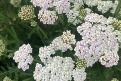 Yarrow (White)