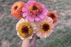 Zinnia Zinderella Peach