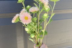 Aster King Size Apricot 