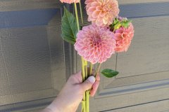 Dahlia Rock Run Ashley