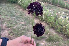 Scabiosa (Pincushion Flower) Triple Berry Mix (Black Knight)