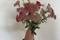 Yarrow (Red and White)