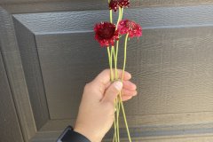 Scabiosa (Pincushion Flower) Triple Berry Mix (Fire King)
