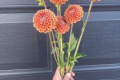 Dahlia Cornel Bronze