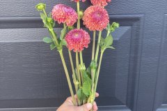 Dahlia Caitlin's Joy