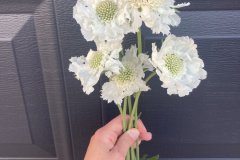 Scabiosa (Pincushion Flower) Fama White