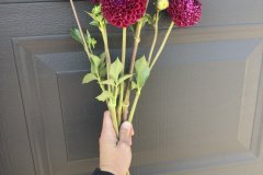 Dahlia Chimacum Troy