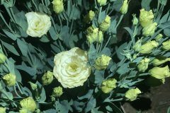 Lisianthus Arena III Gold