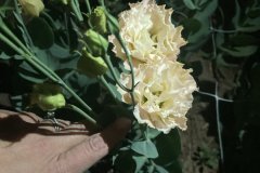 Lisianthus Voyage 2 Champagne