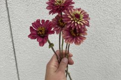 Zinnia Queeny Red Lime