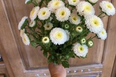 Aster Bonita White