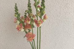 Snapdragon Madame Butterfly Bronze and Bronze with White 