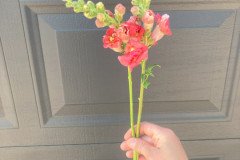 Snapdragon Madame Butterfly Pink