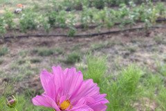 IMG_4894