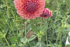 IMG_5081