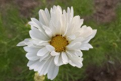 IMG_9732