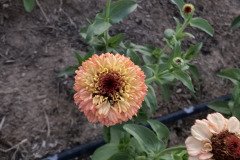 IMG_9733