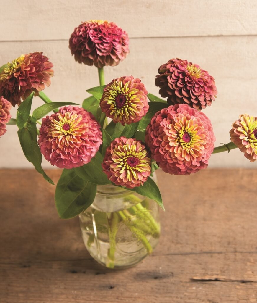 Zinnia, Cut flower, New Mexico