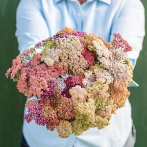 Yarrow Summer Pastels Mix