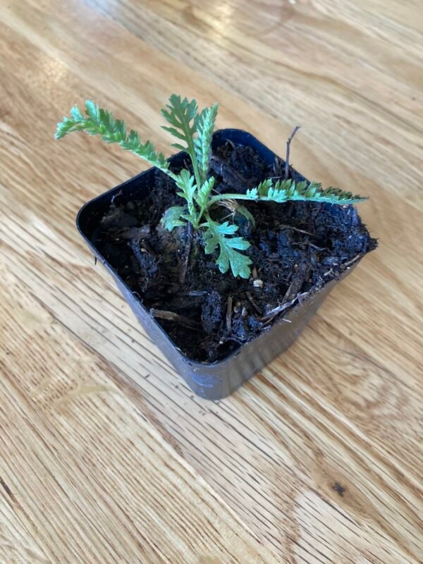 Summer Pastels Yarrow, Seedling