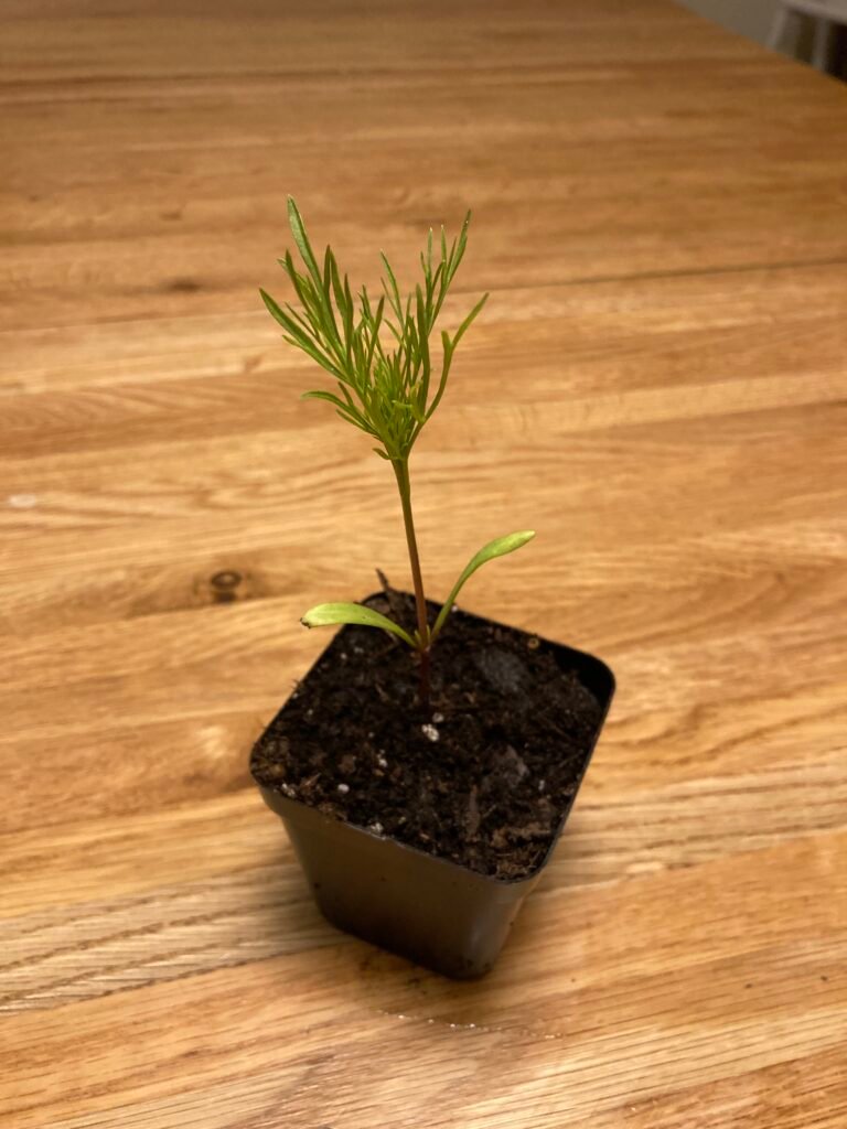 Cosmos seedlings