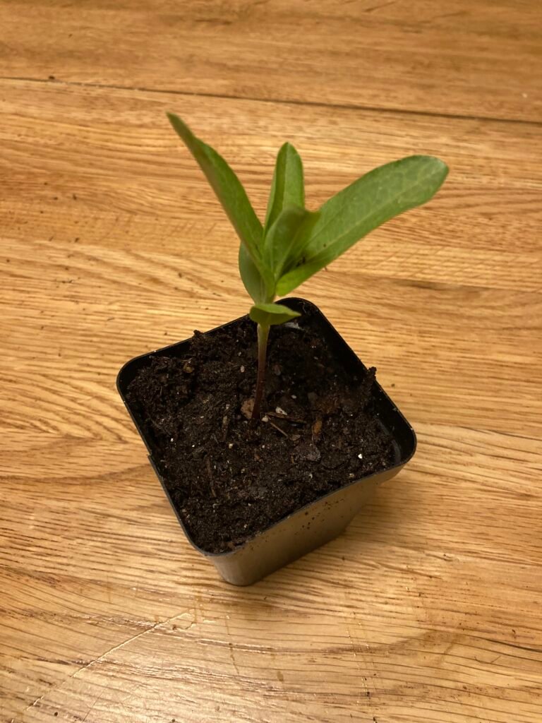 Zinnia, single pot, New Mexico, East Mountains, Otterly