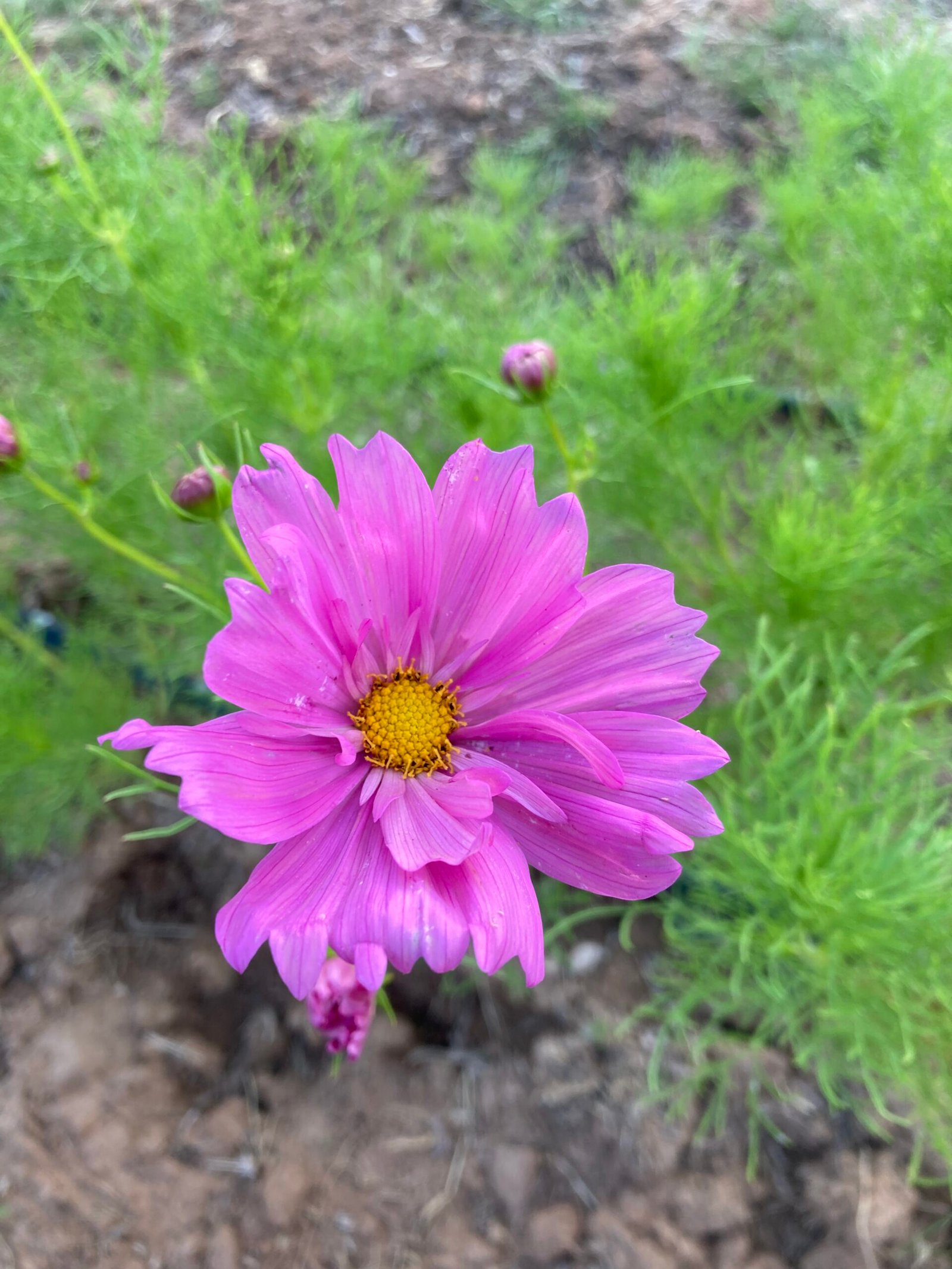 Cosmos, New Mexico Flower Farm, Otterly, Apricotta
