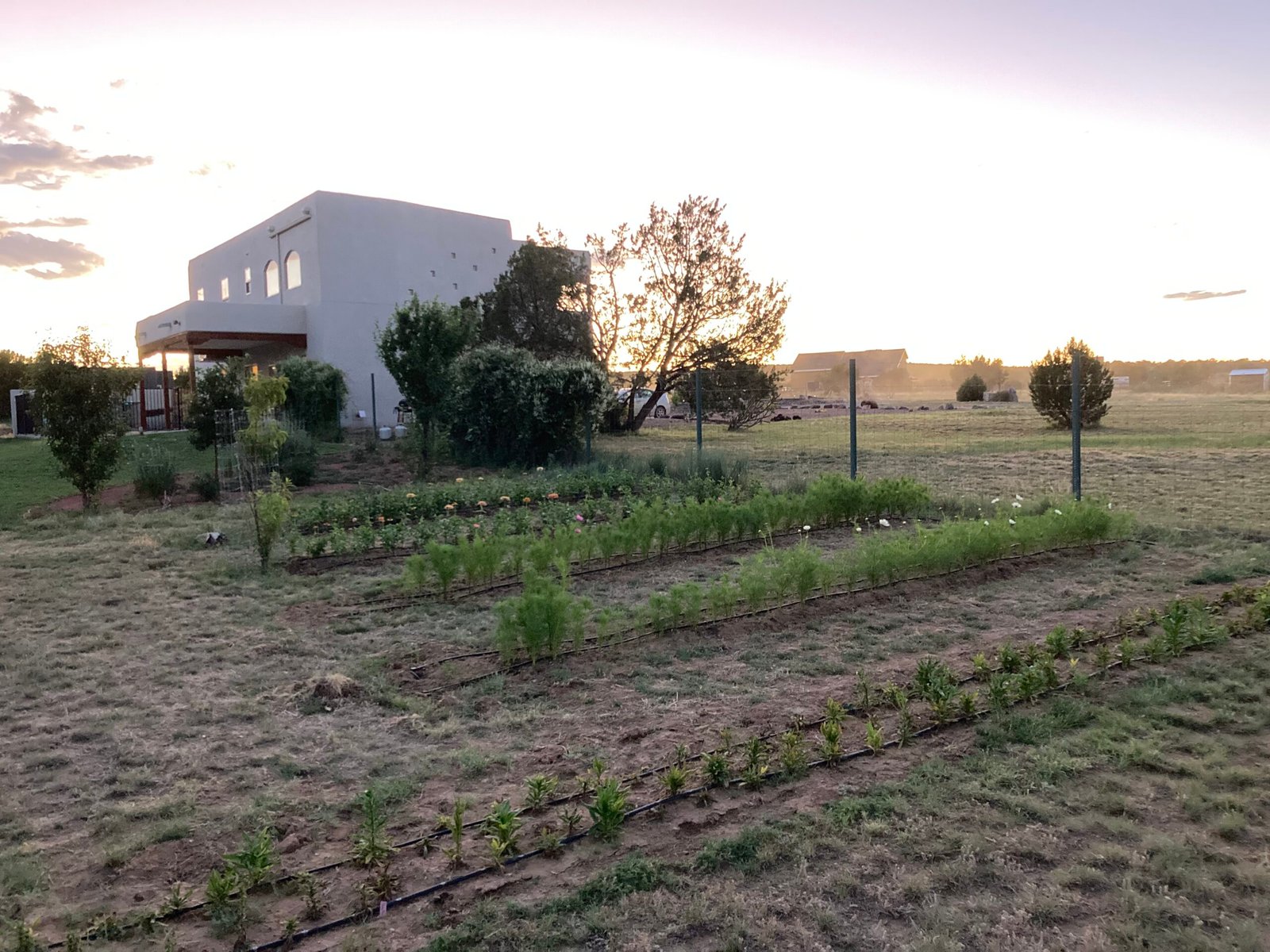New Mexico Flower Farm