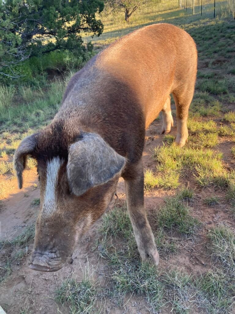 New Mexico pigs, Hereford Duroc gilt