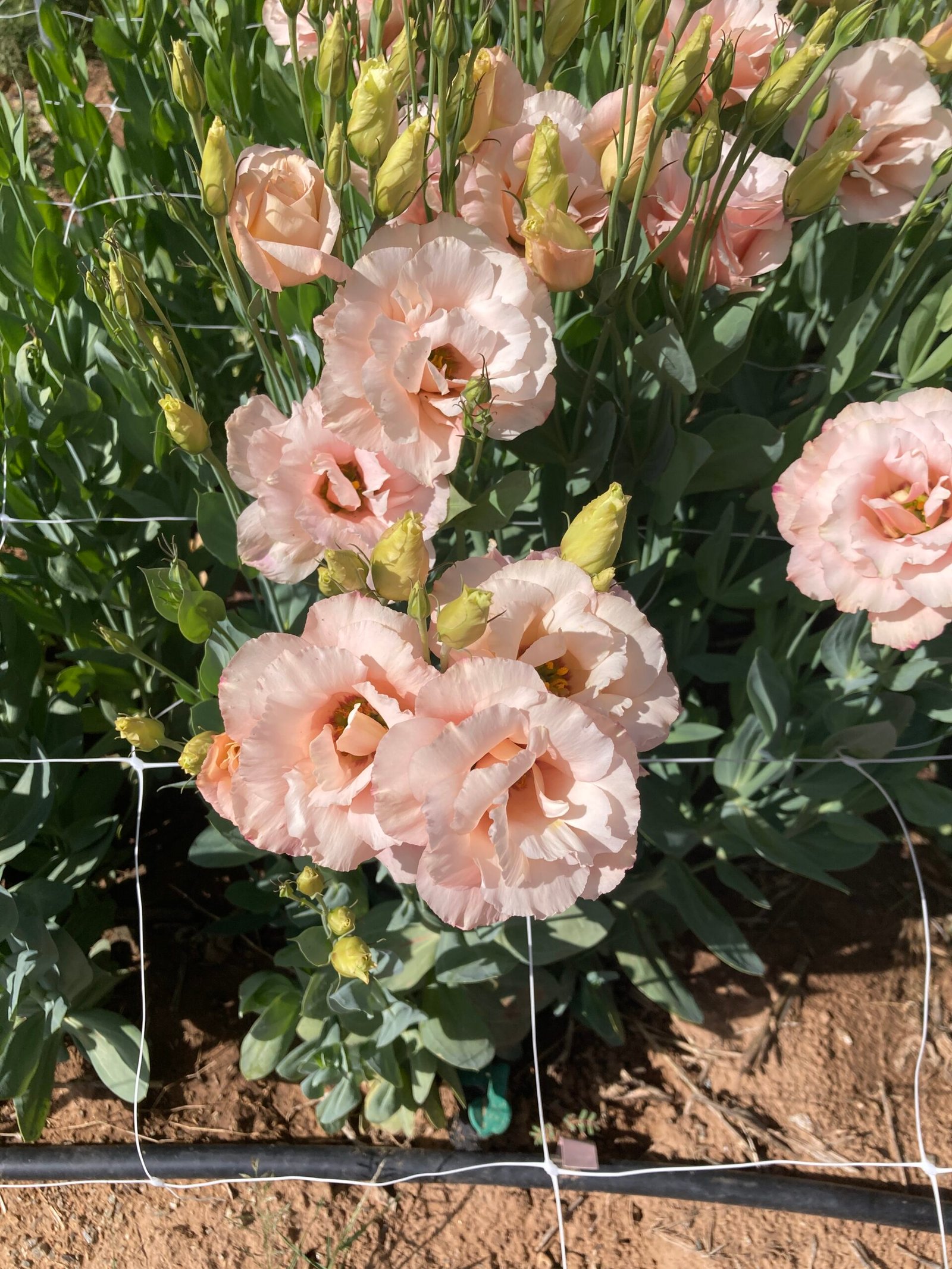lisianthus arena III apricot